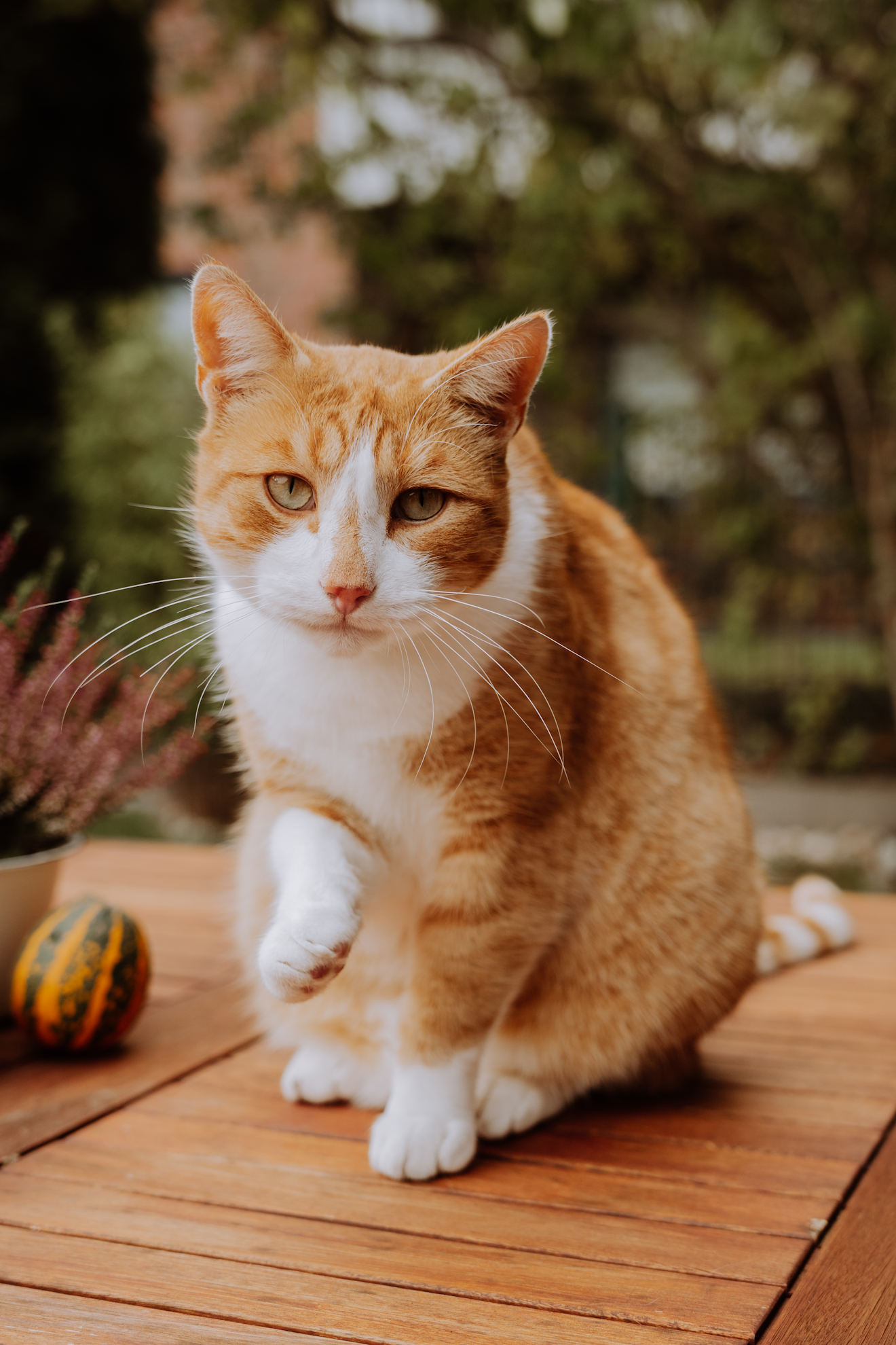 Katze in gewohnter Umgebung