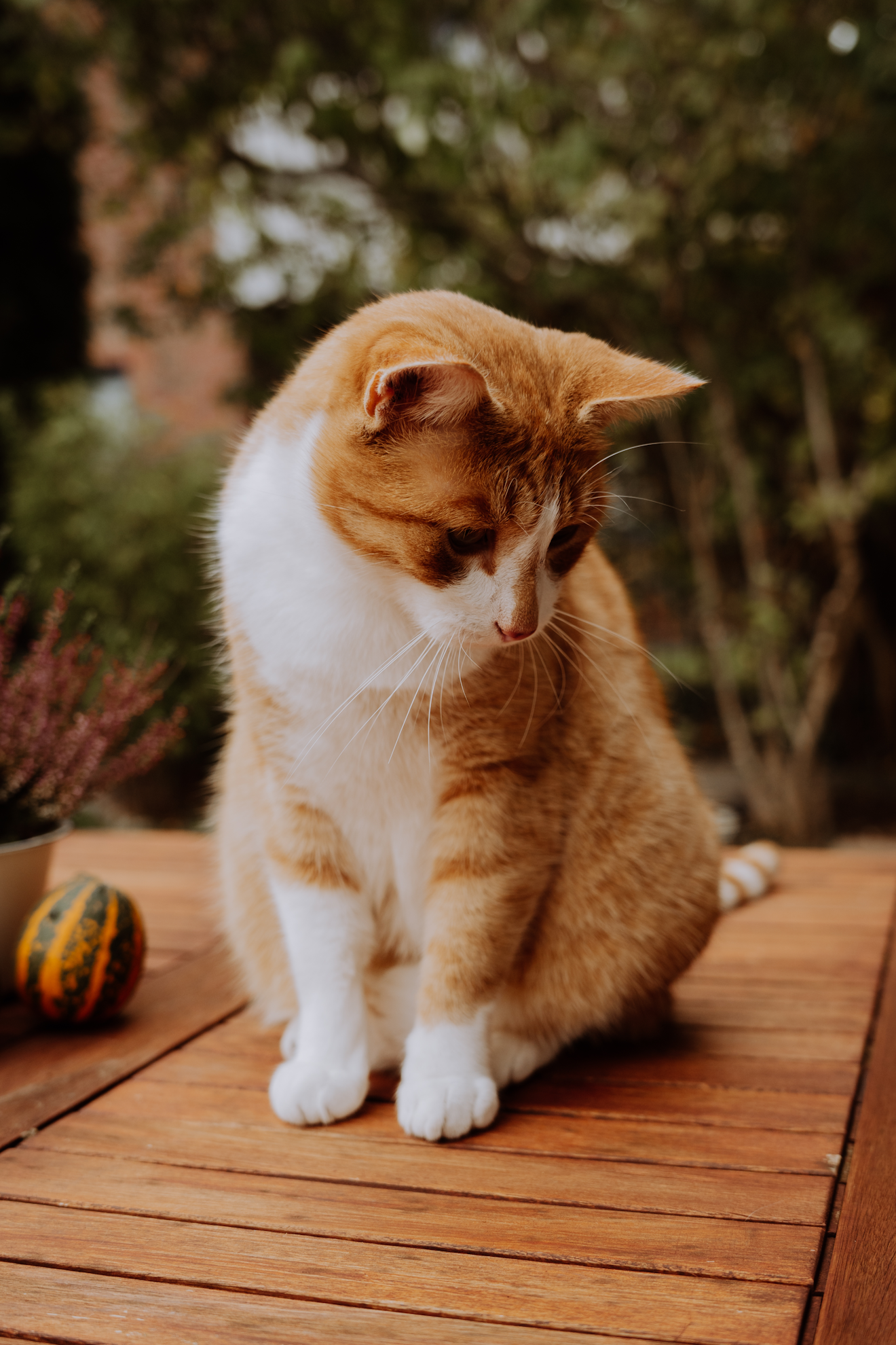 Katze entspannt zuhause